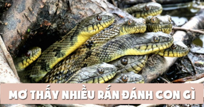 Mơ thấy nhiều rắn đánh con gì? Điềm báo lành hay dữ?